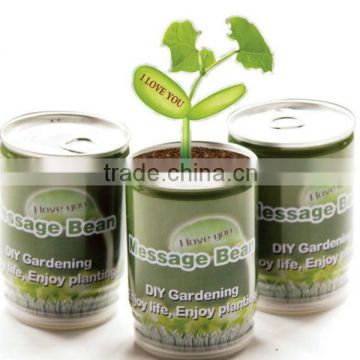 Message bean, Tin plant, cans flower