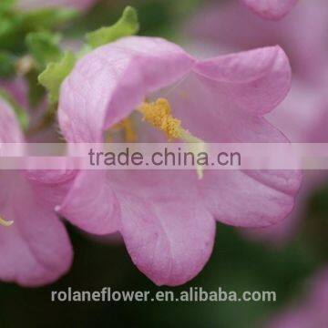 hot selling top quality pink Campanula flower