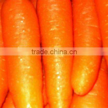 Fat Carrot