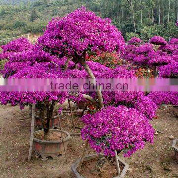 bougainvillea flower