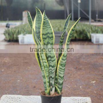 High ornamental value sansevieria plant