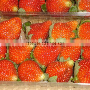 Fresh Strawberry