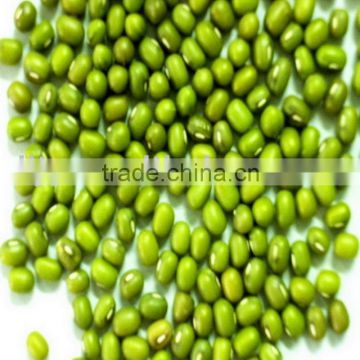 Mung Bean