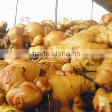 Ginger, viet nam ginger, best price