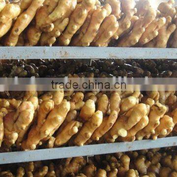 price of fresh ginger /air dry ginger