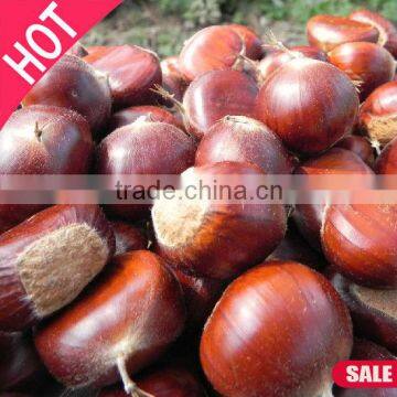 New Crop Organic Bulk Fresh Chestnuts for Sale photo-5