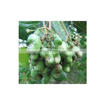 Good Bukina Faso Raw Cashew Nuts photo-2