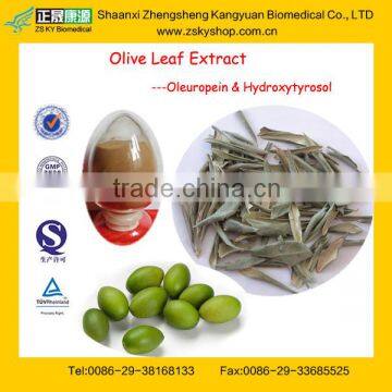 GMP Factory Supply High Quality Olive Leaf Extract / Oleuropein 25%