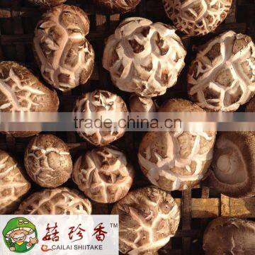 Free shippingbest market prices for premium dried flower shiitake mushroom China spawn cultivation