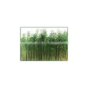 Raw Jute Fiber