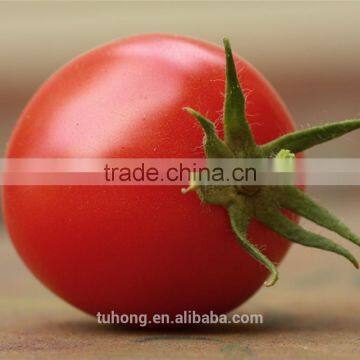 F1 Hybrid Cherry Pink Sweet Tomato Seeds