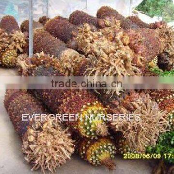 Cycas Revoluta
