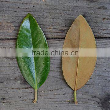 Real Preserved Magnolia Leaves Magnolia Branches for Export