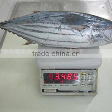 2016 Super Frozen Fish Skipjack Tuna 1.8kg up