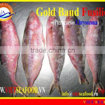 FROZEN W/R GOLD BAND FUSILIER
