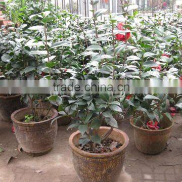 Camellia Japonica Tree Plant photo-4