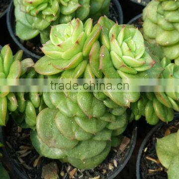 decorative plants echeveria, succulent plants, tropical plants