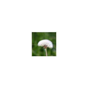 sell Dandelion Extract