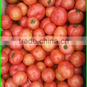 Chinese Fresh Tomatoes, Good Faith the Seller! photo-2