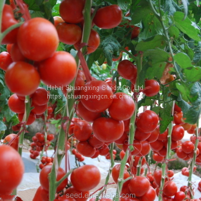 Chinese Vegetable Seeds Tomato Seed for Greenhouse f1 Tomato Seeds photo-2