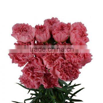 Love theme Big Muma different styles carnation