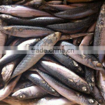NEW LANDING FROZEN FISH PACIFIC MACKEREL SEA FROZEN 400-600G photo-6