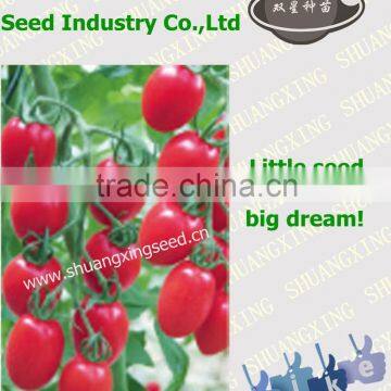 Hybrid best seeds tomato with good price