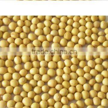 Soybean