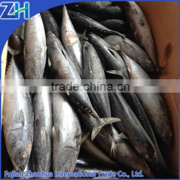 Frozen tuna fish for can producing