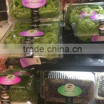 Stainless Steel Vegetable Washing Machine/machine for Fruit Washing photo-6