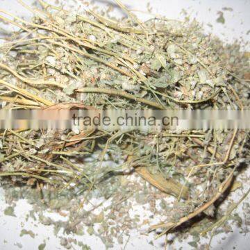 Convolvulus Pluricaulis Extract - Alkaloids 0. 004%