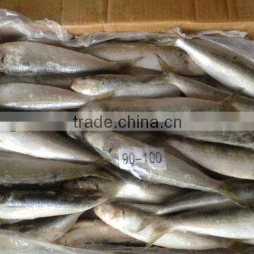 New coming fish WR sardine 8-10pcs/kg for bait/market