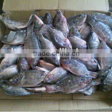 Frozen Tilapia WGS ( Whole Gutted Scaled )