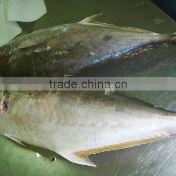 whole round Bigeye Trevally frozen fish