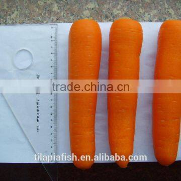 HHF fresh carrots for sale