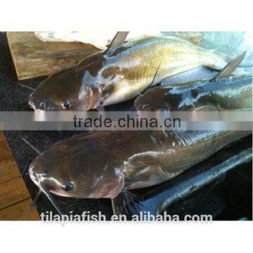 Frozen african catfish for sale