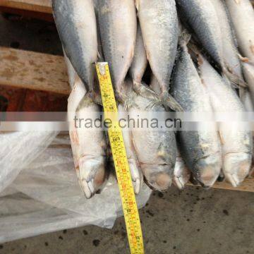 Good quality new caught frozen mackerel fish on sale