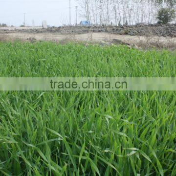 High Quality Dried Barley Grass Powder Supplier photo-6