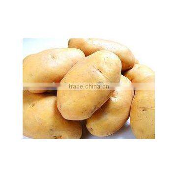 World Best Selling Wholesale Potato Importers