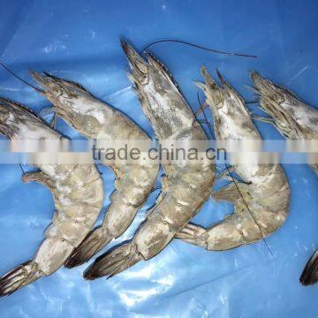 Frozen Vannamei Shrimp Price photo-4