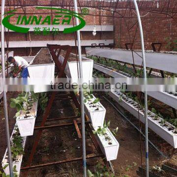 supply tomato plant slot for crop planting