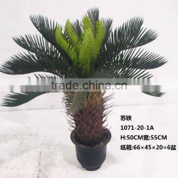 HX20170416 Mini Potted Cycad Tree for Decoration photo-2