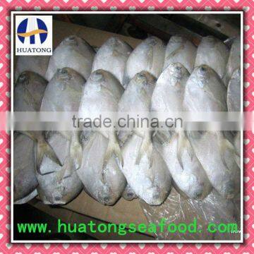 100-150g/pc frozen silver pomfret