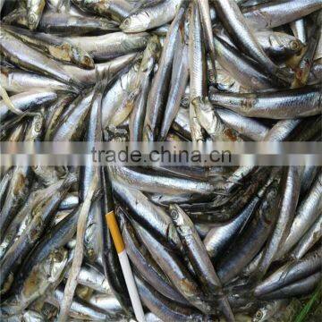Sea Frozen Whole Anchovy photo-6