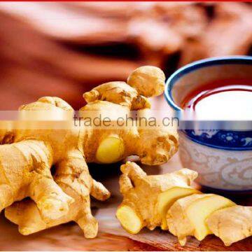 6g Wholesale Cheap Price Lemon Ginger Tea Manufacturer From China Supplier photo-5