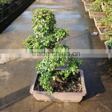 S Shape Small Indoor Bonsai Carmona Bonsai Tree (Fukien Tea) photo-4