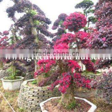 loropetalum Chinensis beautiful flower grown in sand