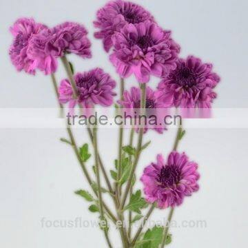 2017 Hot Purple Chrysanthemum Fresh Cut Flowers With Low Price photo-2