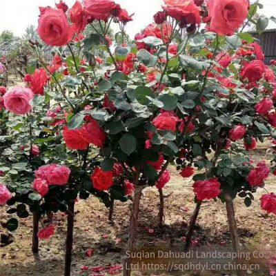 the Price of 5 - Centimeter Chinese Rose Flowers From Henan is Cheap. we Guarantee Survival and Free Shipping. photo-2
