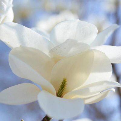 This Year's Price of Magnolia, Price Quotation List From Magnolia Base, Magnolia Manufacturers photo-3